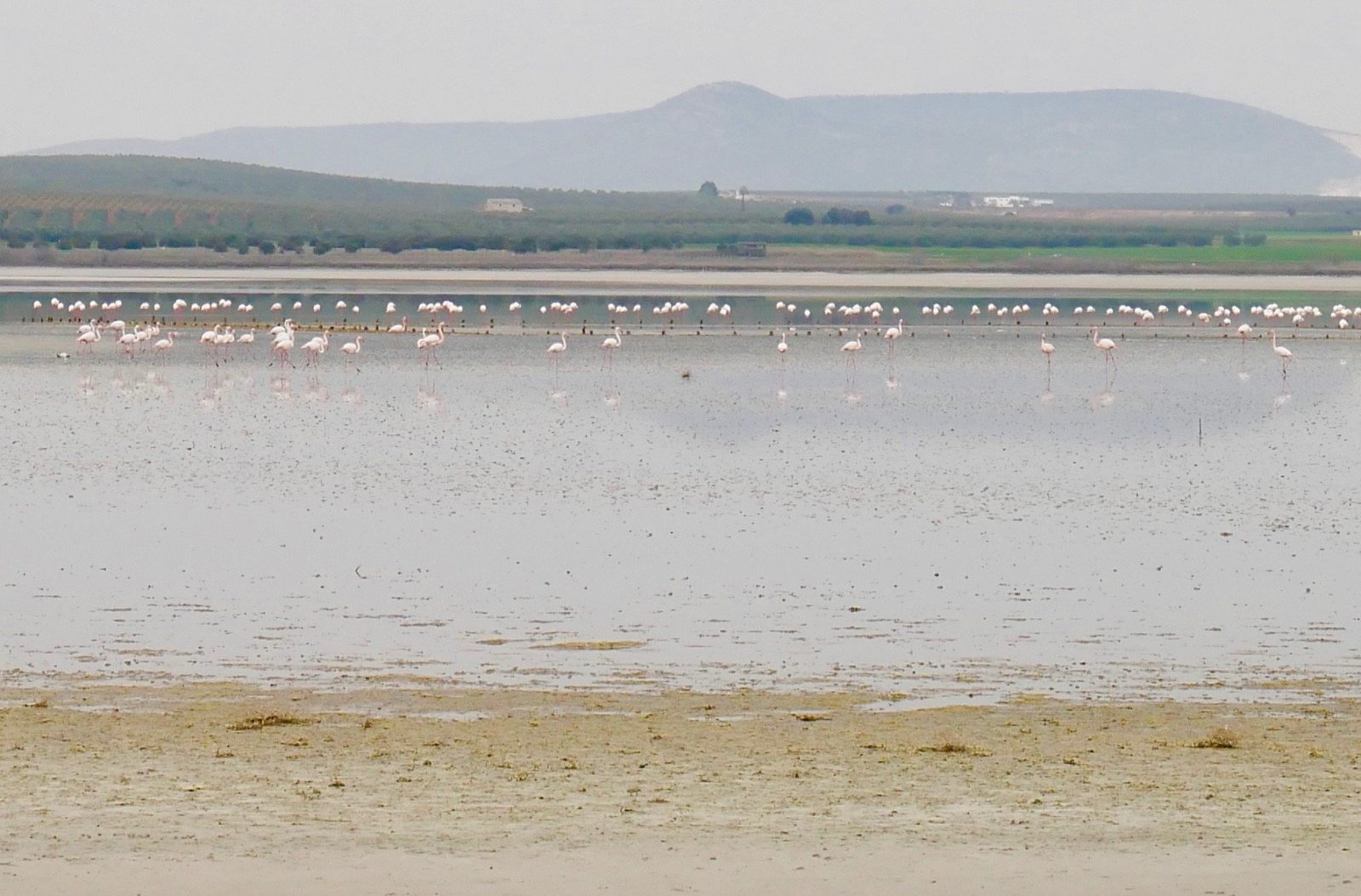 Flamingos in Andalusien Rundreise Andalusien Sehenswürdigkeiten