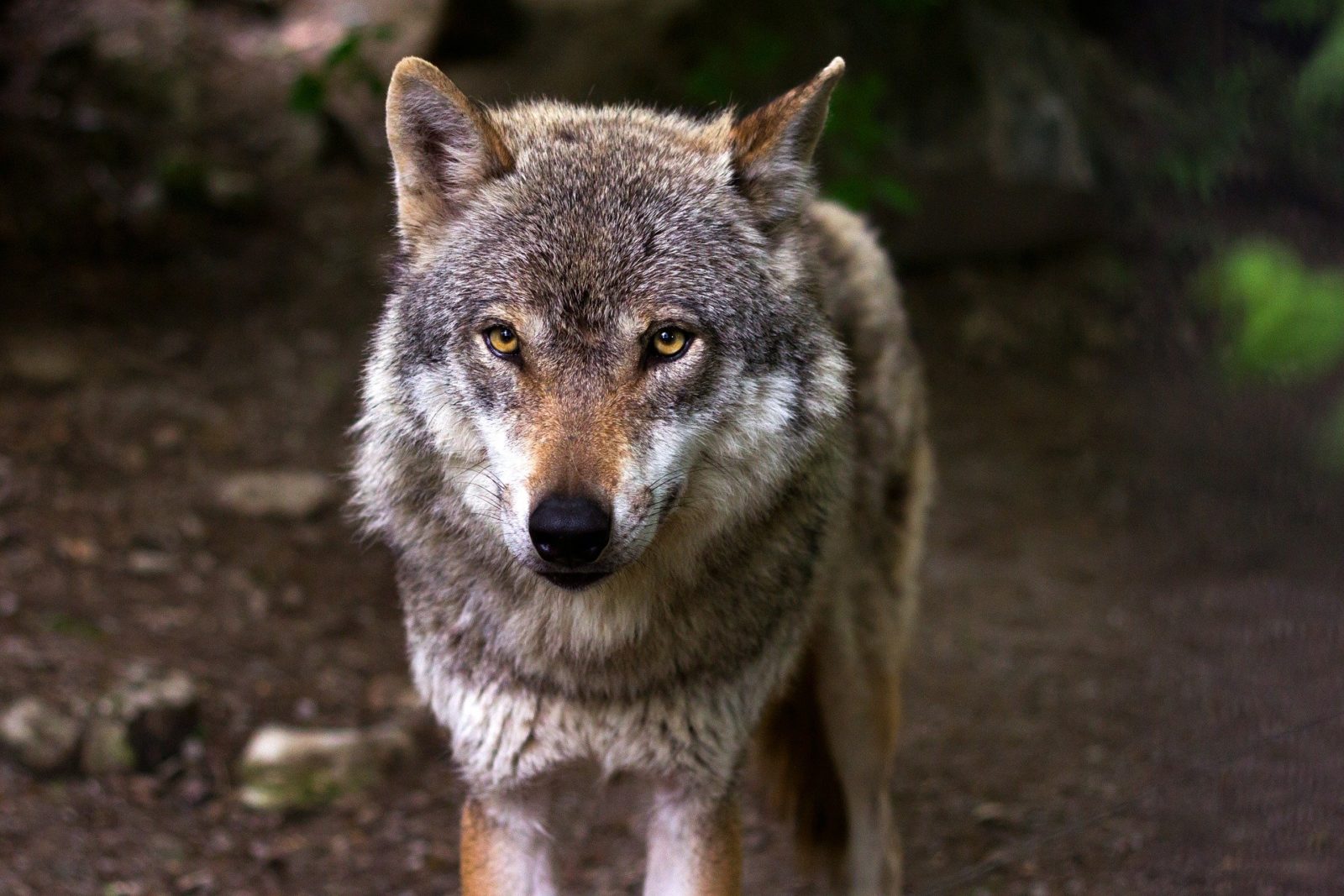 Wolfspark Andalusien Rundreise Sehenswürdigkeiten Antequera