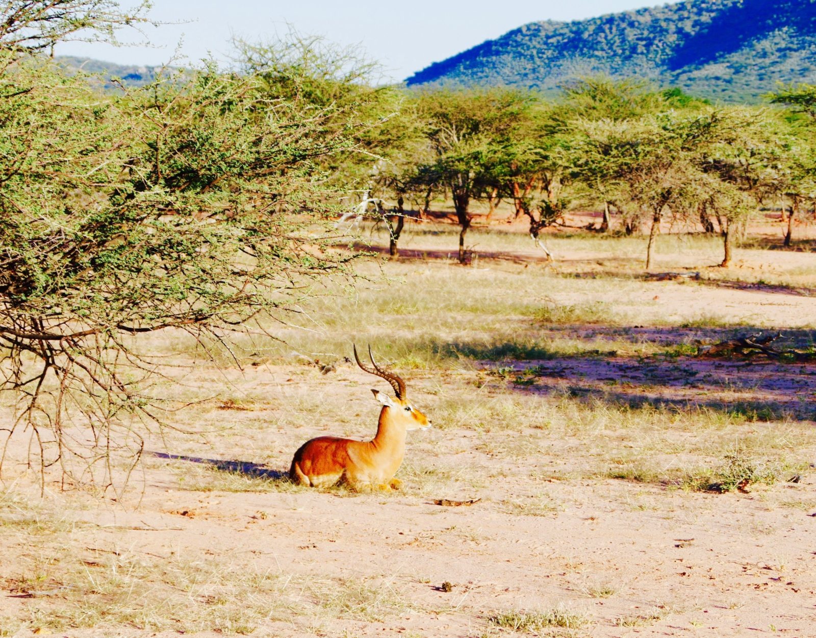 Namibia Rundreise Tierwelt von Namibia Impala