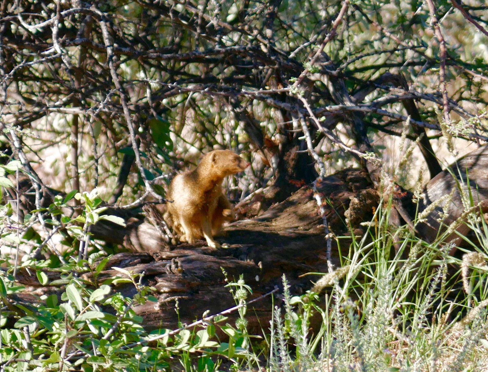 Namibia Rundreise Tierwelt in Namibia Mungo