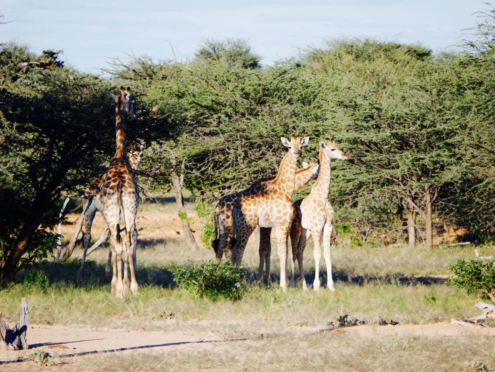 Namibia Rundreise Tierwelt in Namibia Giraffen