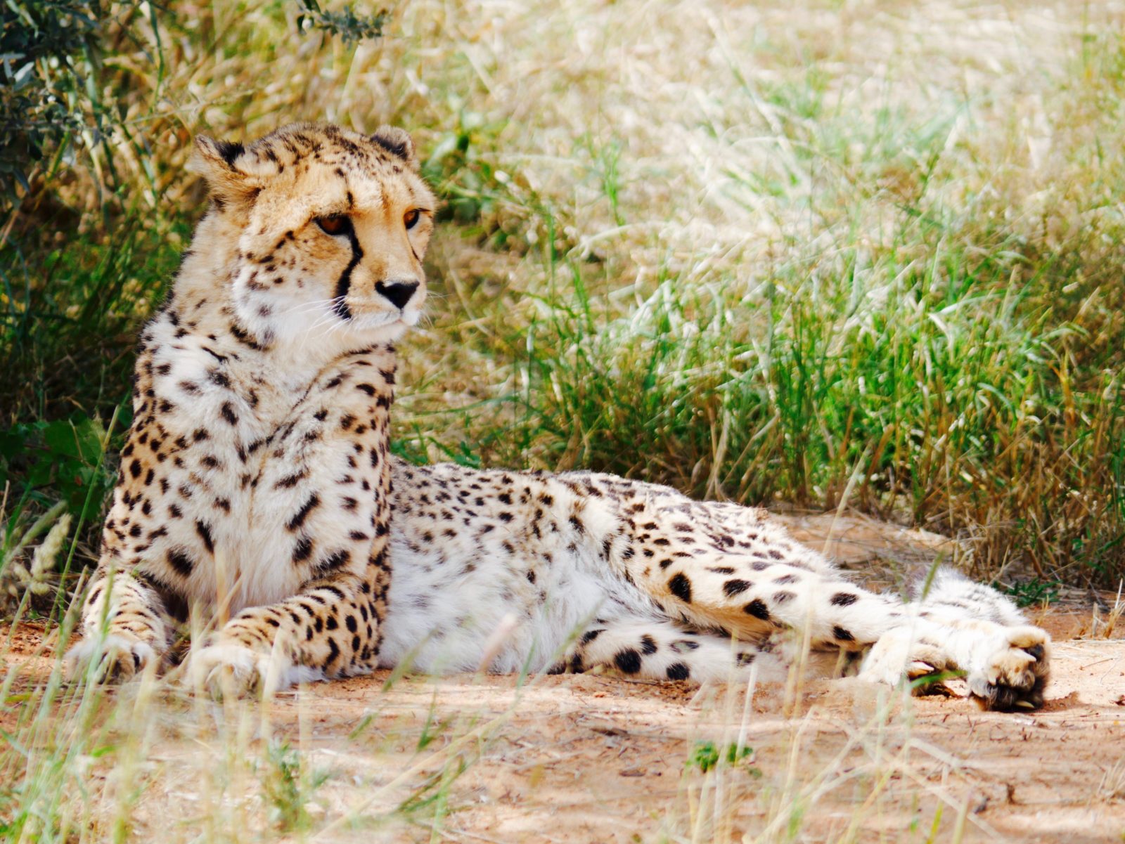 Namibia Rundreise Tierwelt in Namibia Gepard