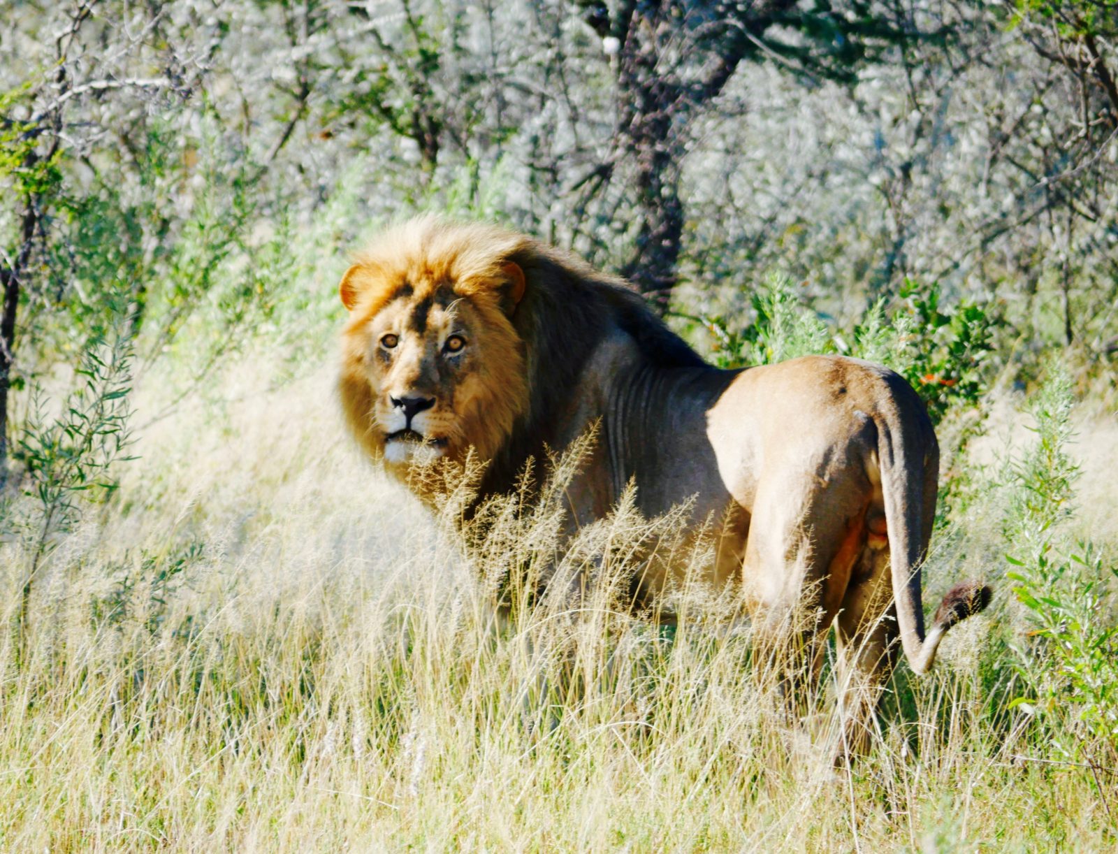 Namibia Rundreise Tierwelt von Namibia Löwen