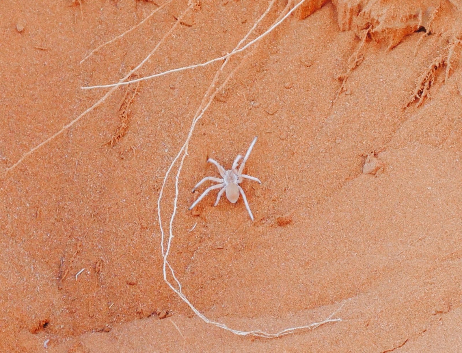 Namibia Rundreise Tierwelt in Namibia Spinnen