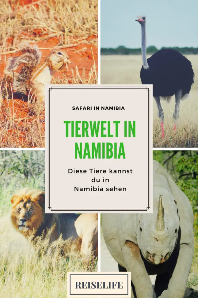 Namibia Rundreise Tierwelt von Namibia Safari