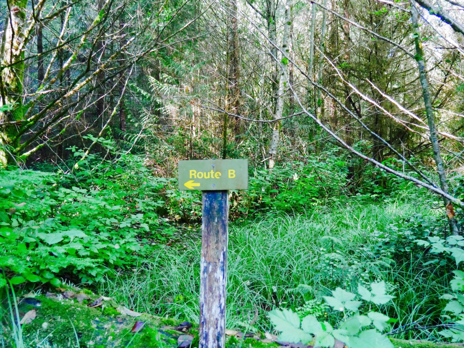 Vancouver Island Rainforest Trail Wandern in Kanada
