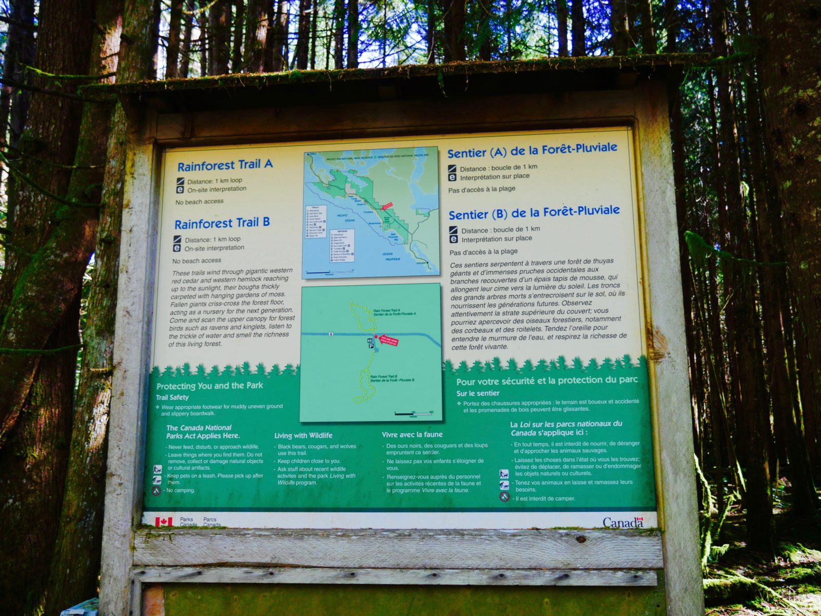 Vancouver Island Rainforest Trail Wandern in Kanada