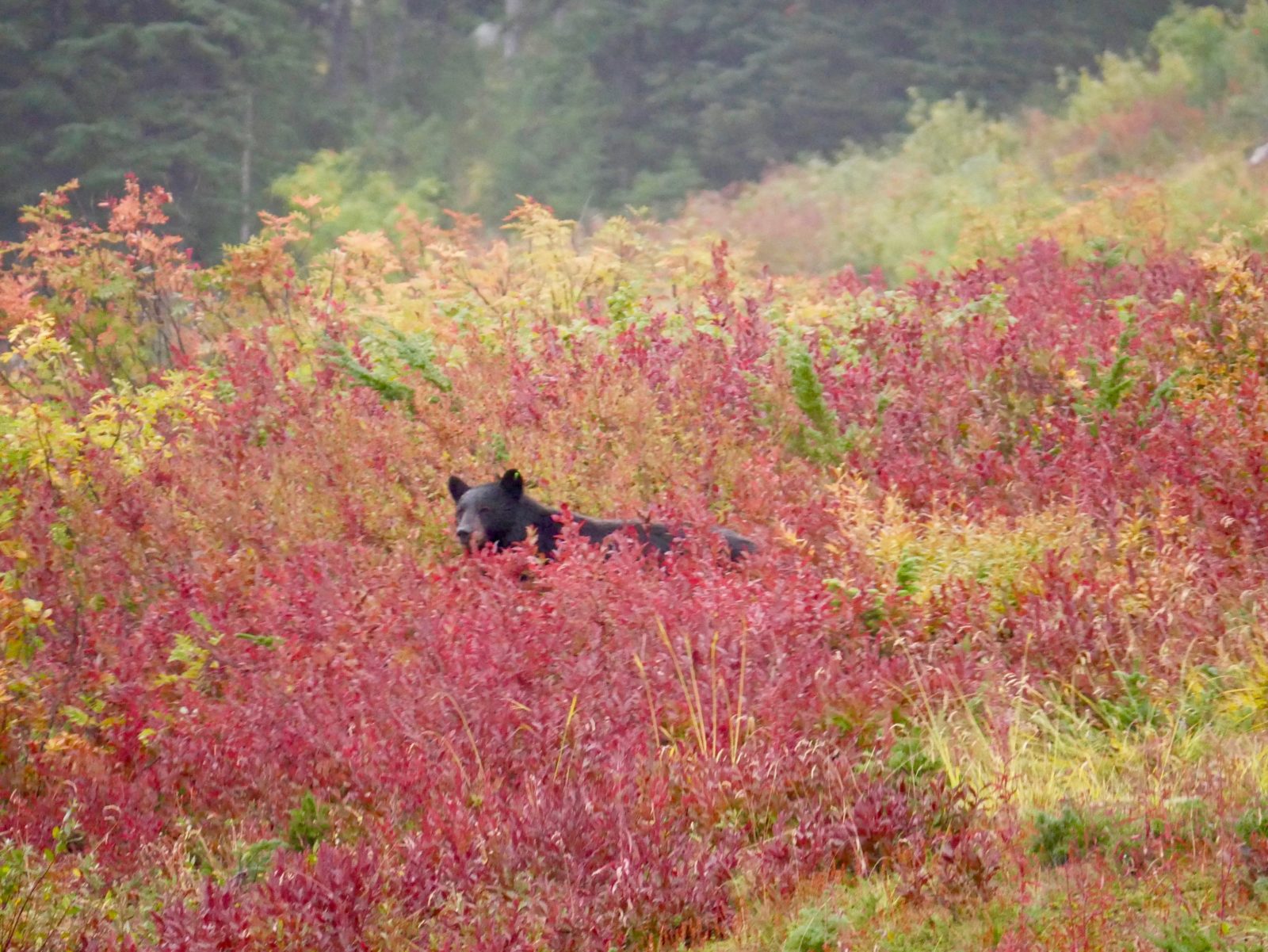Bärenbeobachtung Kanada: Tipps für deine Bear Watching Tour in Kanada. 