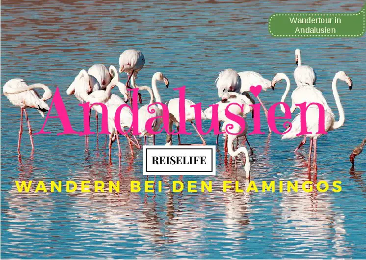 Wandern bei den Flamingos in Andalusien an der Lagune Fuente de Piedra