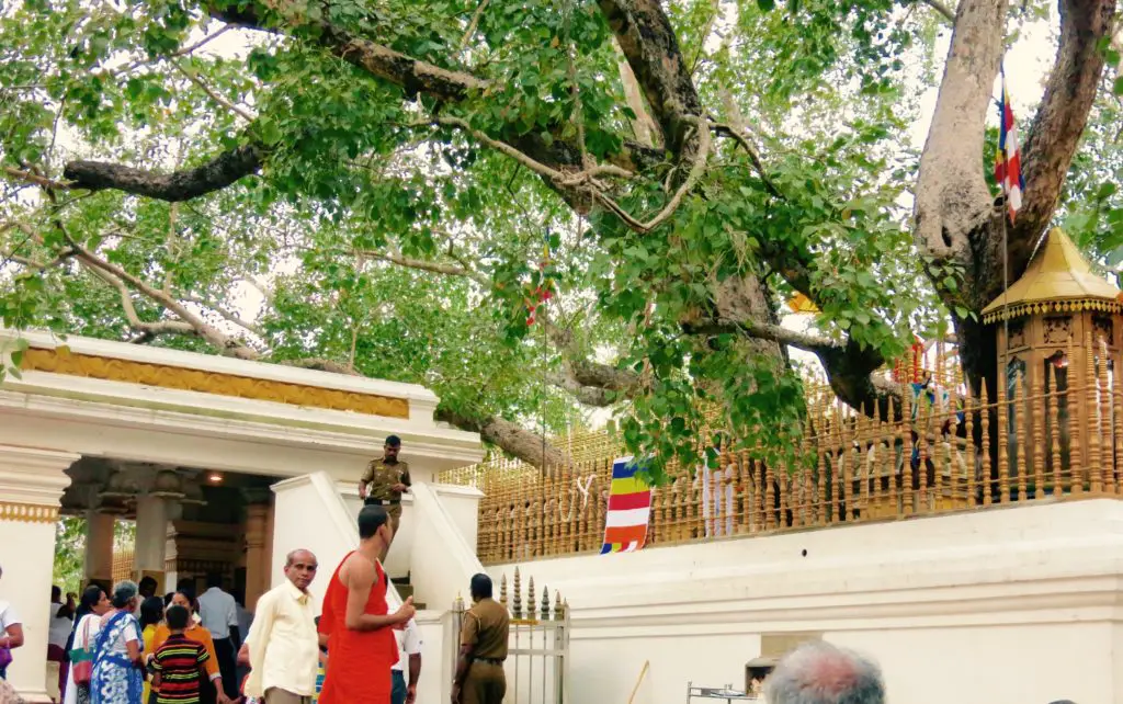 Bodhi Baum Anuradhapura Sri Lanka Rundreise Sehenswürdigkeiten