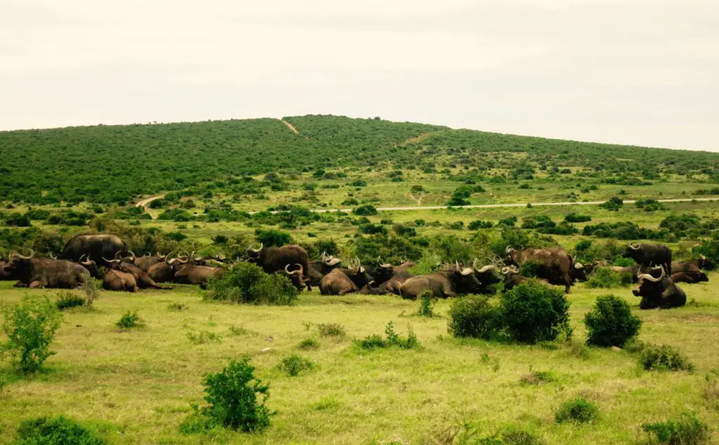 Büffelherde Addo Elephant Park Rundreise Südafrika