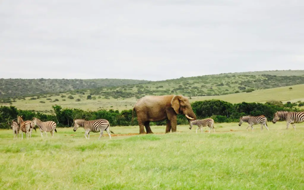 Safari Addo Elephant Park Rundreise Südafrika