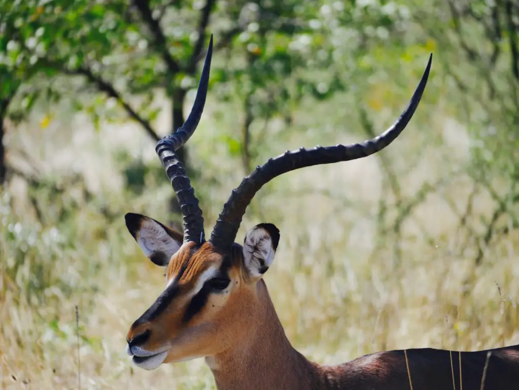 Namibia Rundreise Tierwelt in Namibia Impala