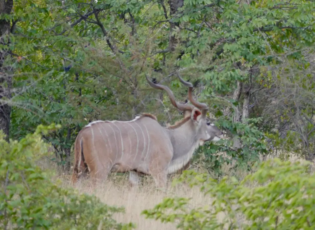Namibia Rundreise Tierwelt in Namibia Kudu