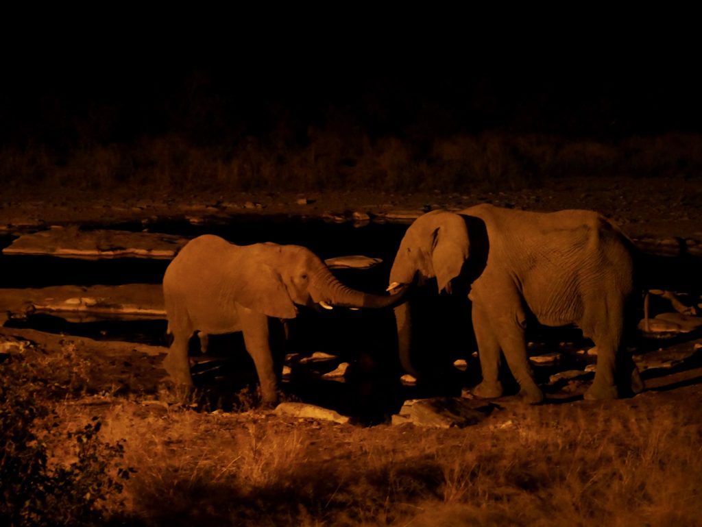 Namibia Rundreise Tierwelt von Namibia Elefanten