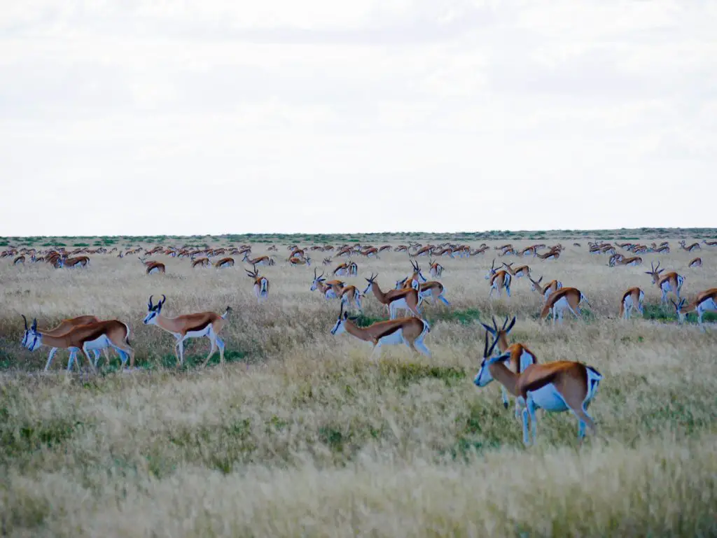 Namibia Rundreise Tierwelt von Namibia Springbock