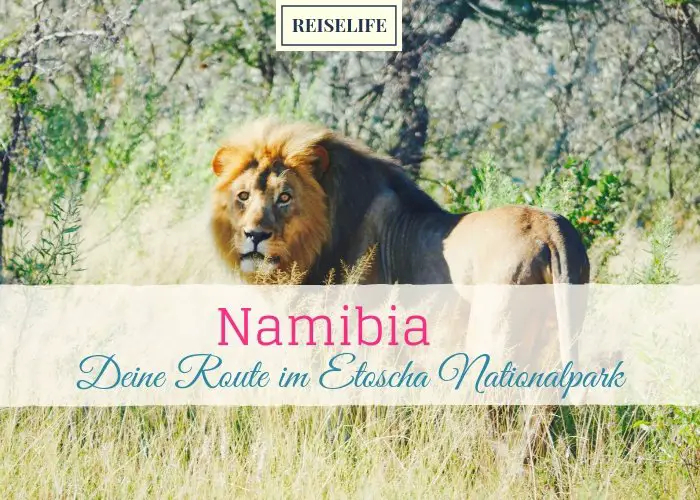 Namibia: Deine perfekte Route im Etosha Nationalpark!