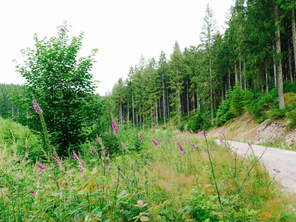 Wandern im Thüringer Wald zur Lütschetalsperre