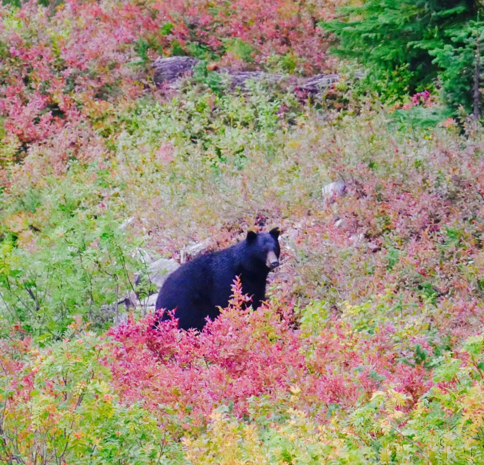 Bärenbeobachtung Kanada: Tipps für deine Bear Watching Tour in Kanada.