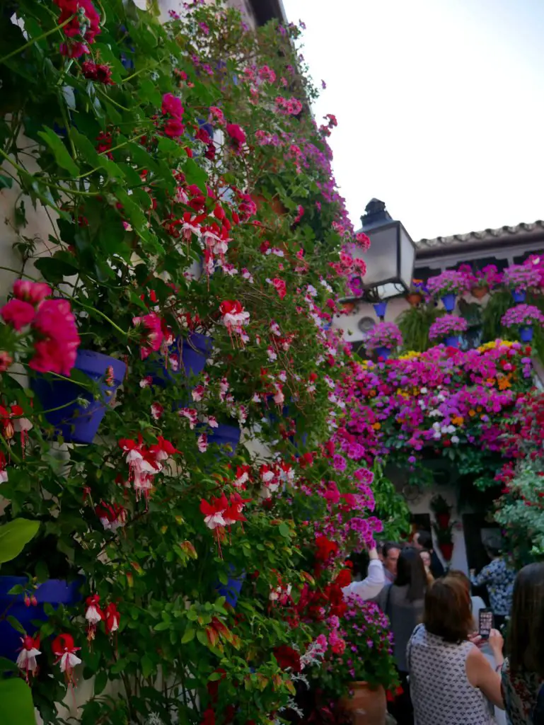 Geheimtipp in Andalusien Córdoba Patio Festival. Die schönsten Blumenhöfe Spaniens
