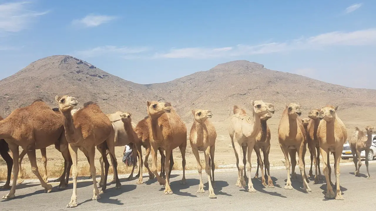 Oman Rundreise Mietwagen zum selber buchen