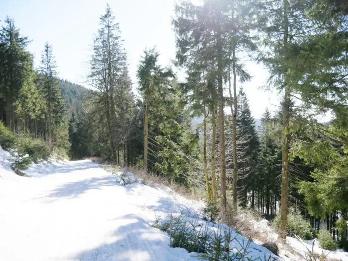 Thüringer Wald Wanderung von Oberhof zum Bärenstein und Pfanntalsrteich