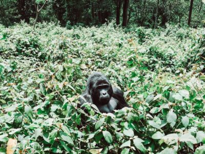 Gorilla Trekking in Uganda - Das erwartet dich im Dschungel! ↠REISELIFE↞