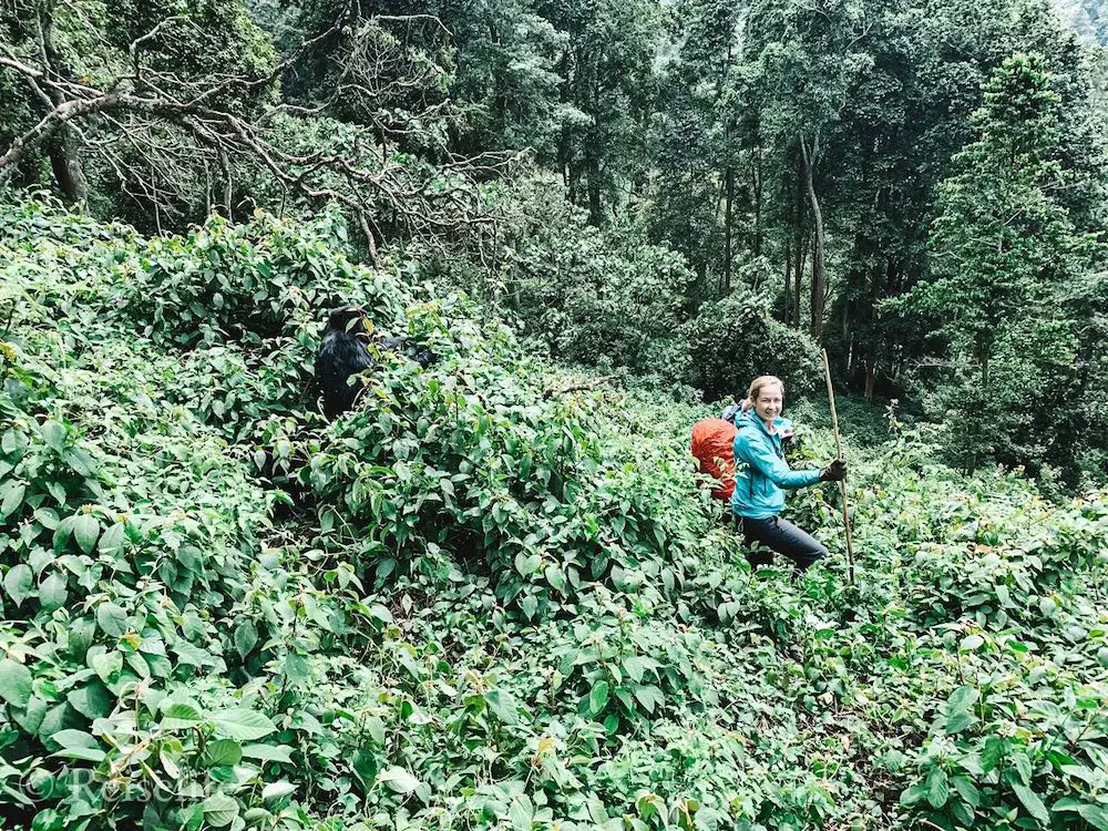 Mitten durch das Gestrüpp während des Gorilla Trekkings in Uganda