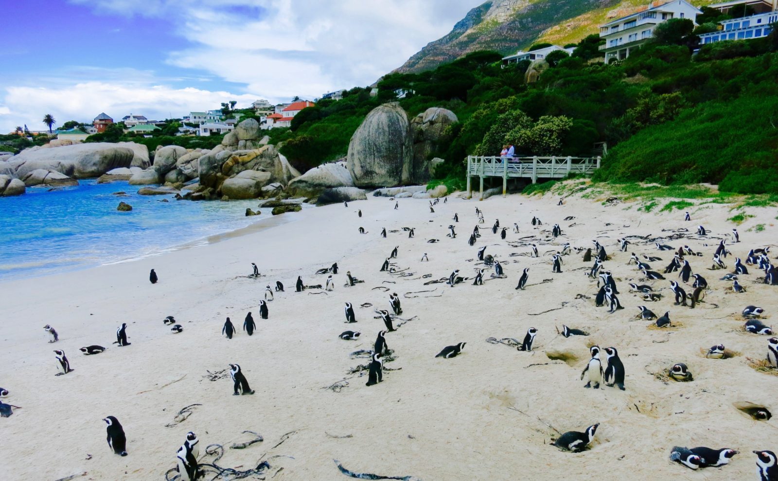 Pinguine am Boulders Beach in Südafrika