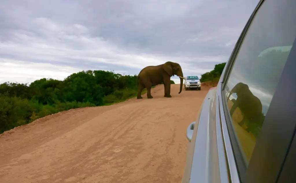 Elefant auf der Straßen im Addo Elephant Park in Südafrika