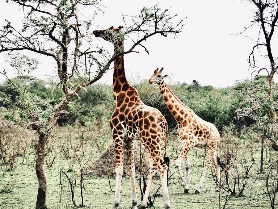 Giraffen im Lake Mburo Nationalpark auf einer Uganda Safari