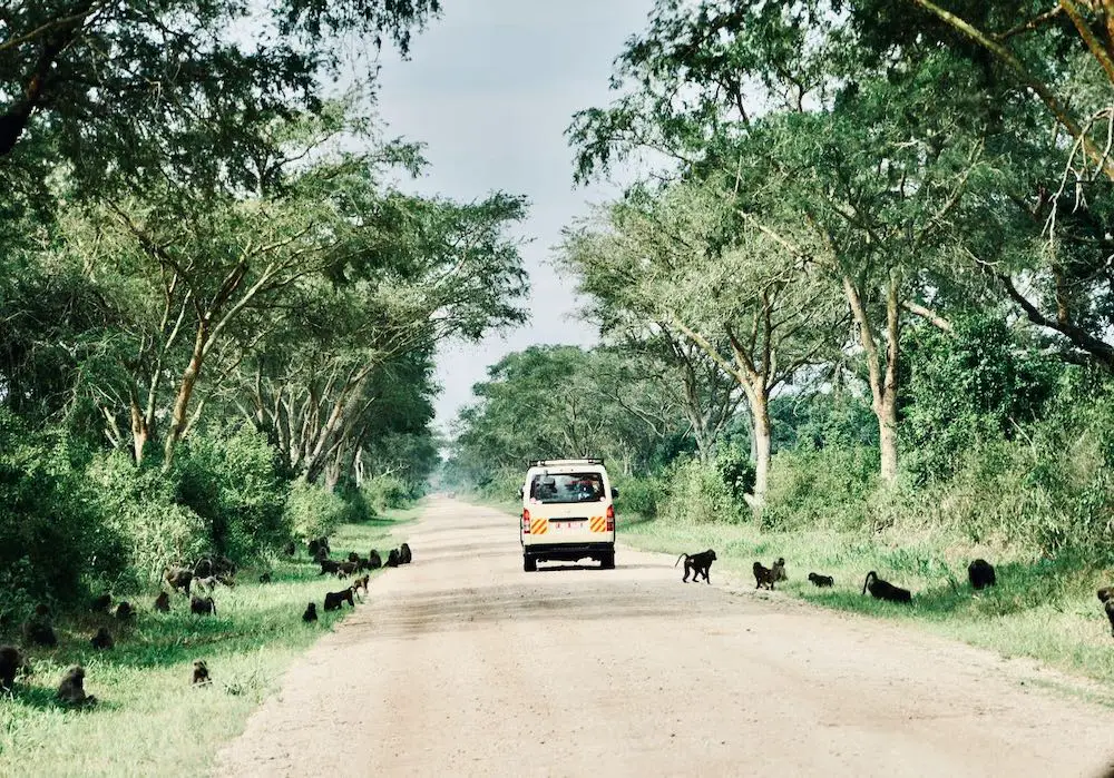 Uganda Safari Affen auf der Straße