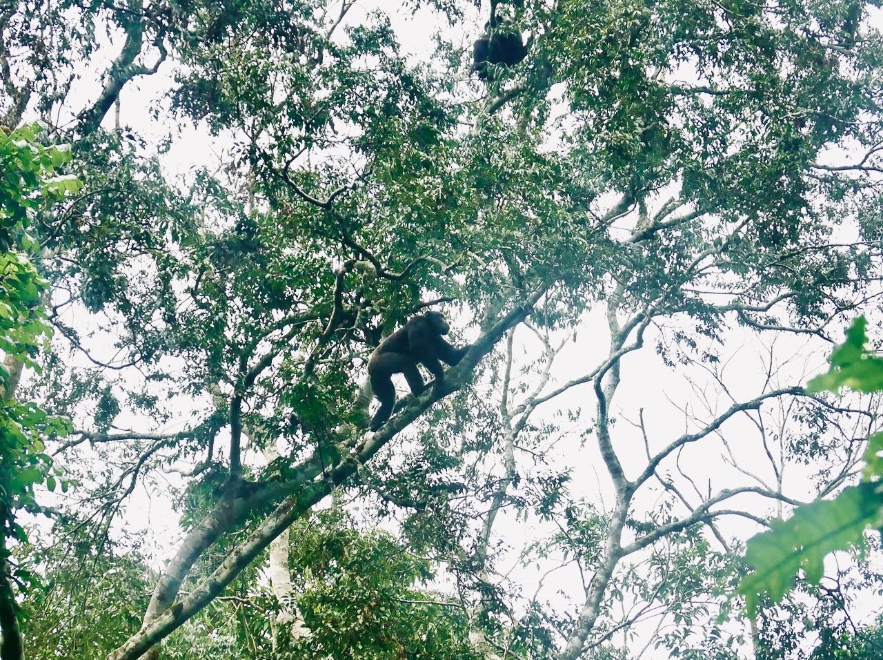 Ein Schimpanse in den Bäumen des Kibale Forest Nationalparks in Uganda