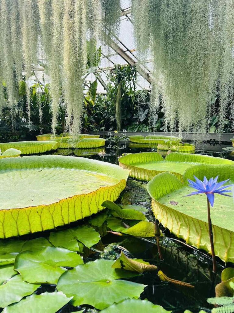 Prächtige Blätter von Seerosen im Botanischen Garten von Bratislava