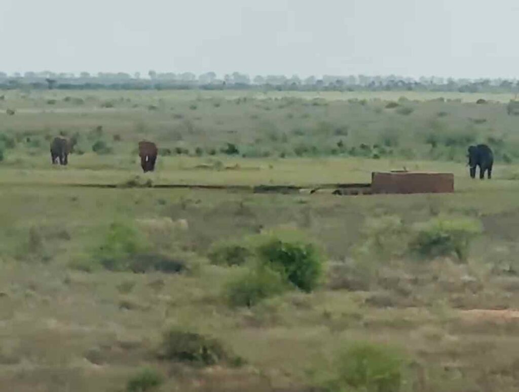 3 Elefanten aus dem Zugfenster heraus fotografiert