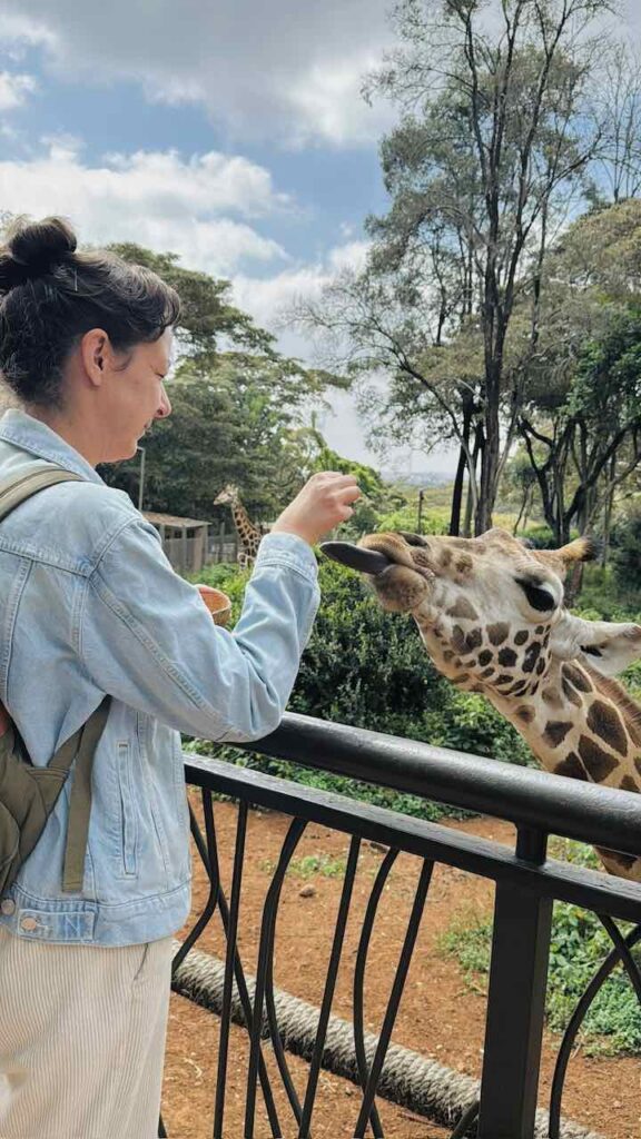 Im Giraffe Centre Nairobi: Ich lege einer Giraffe Futter in den Mund und sie streckt ihre Zunge raus.