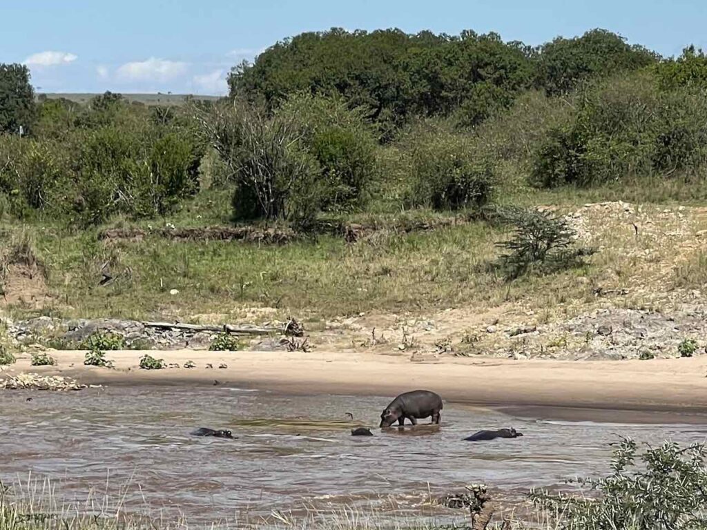 Nilpferde im Mara Fluss in der Masai Mara