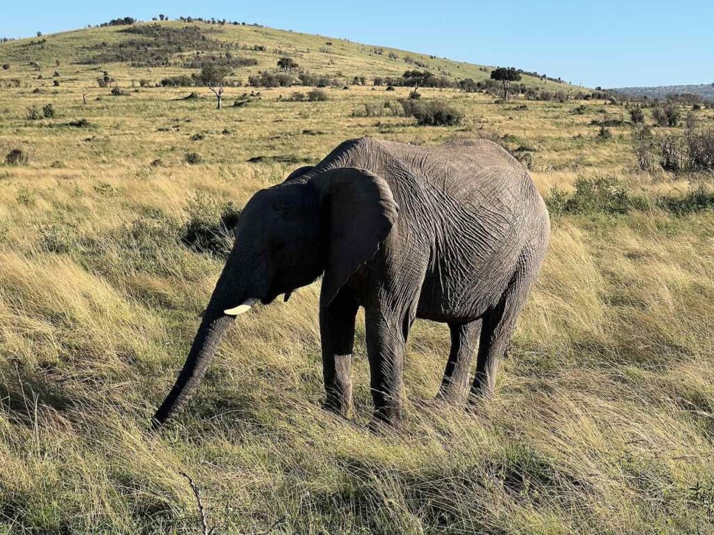 Elefant steht in der Savanne der Masai Mara in Kenia