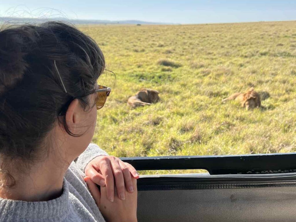 Aus dem Fenster des Safari-Jeeps blickend. Im Hintergrund liegen 2 Löwen im Gras und schlafen.