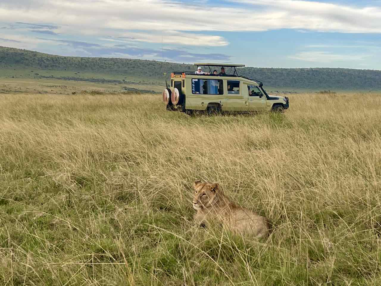 guenstige-safari-masai-mara-erfahrungsbericht Ein Löwe liegt im Gras der Masai Mara. Im Hintergrund ein Safari-Jeep mit Touristen.