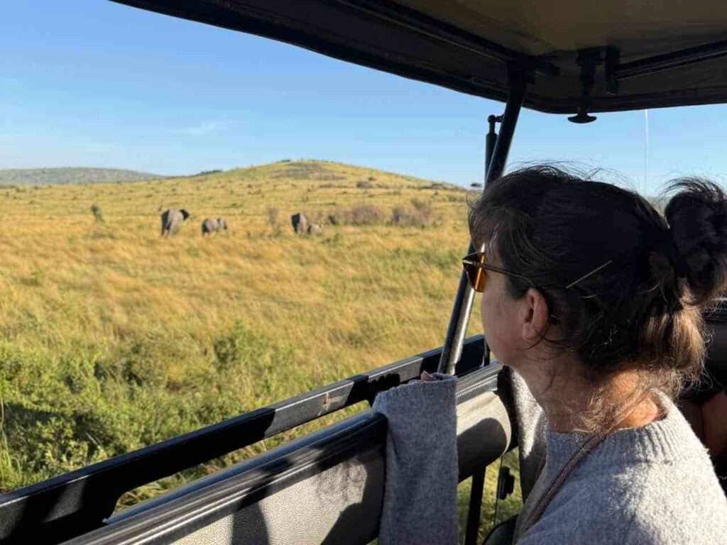Blick aus den Safariwagen mit Elefanten, die durch die Graslandschaft laufen